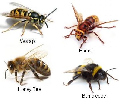 Bee vs Wasps vs Yellow-jackets vs Hornets ........Whats the difference ...